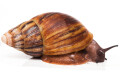 Archachatina marginata ovum typ 1 adult